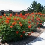 Barbados Pride (Poinciana Pulcherrima) 6 seeds