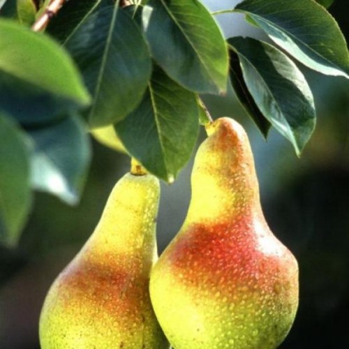 Bartlet Pear (Pyrus Communis Bartlett) 5 seeds