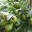 Bartlet Pear (Pyrus Communis Bartlett) 30 seeds