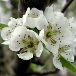 Bartlet Pear (Pyrus Communis Bartlett) 5 seeds