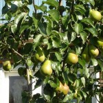 Bartlet Pear (Pyrus Communis Bartlett) 30 seeds