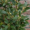 Bay Laurel (Laurus Nobilis) 10 seeds