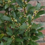 Bay Laurel (Laurus Nobilis) 20 seeds