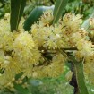 Bay Laurel (Laurus Nobilis) 5 seeds