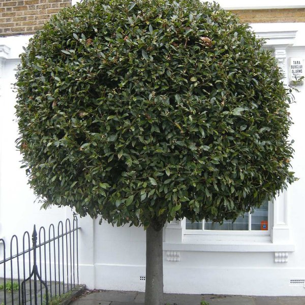 LAUREL BAY TREE SEEDS x10 Plant Bio Eco Laurus Nobilis Aromatic evergreen tree 