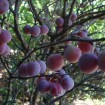 Beach plum (Prunus Maritima) 10 seeds