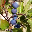 Beach plum (Prunus Maritima) 5 seeds