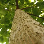 Beautiful Paulownia Tree (Paulownia Elongata) 1000 seeds