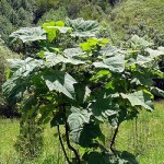 Beautiful Paulownia Tree (Paulownia Elongata) 2000 seeds