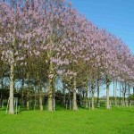 Beautiful Paulownia Tree (Paulownia Elongata) 2000 seeds