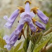 Beautiful Paulownia Tree (Paulownia Elongata) 200 seeds