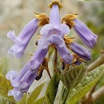 Beautiful Paulownia Tree (Paulownia Elongata) 5000 seeds