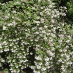 Beauty Bush (Kolkwitzia Amabilis) 30 seeds