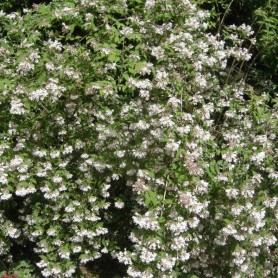 Beauty Bush (Kolkwitzia Amabilis) 5 seeds