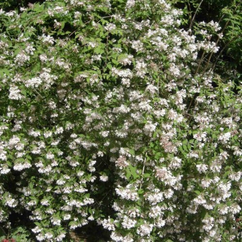 Beauty Bush (Kolkwitzia Amabilis) 20 seeds