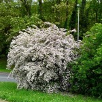 Beauty Bush (Kolkwitzia Amabilis) 30 seeds