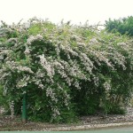 Beauty Bush (Kolkwitzia Amabilis) 30 seeds