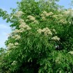 Bee Tree (Evodia Hupehensis) 10 seeds