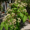 Bee Tree (Evodia Hupehensis) 100 seeds