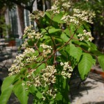 Bee Tree (Evodia Hupehensis) 50 seeds