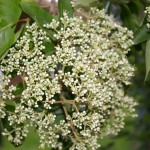 Bee Tree (Evodia Hupehensis) 50 seeds