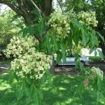 Bee Tree (Evodia Hupehensis) 100 seeds