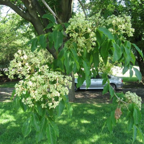 Bee Tree (Evodia Hupehensis) 50 seeds