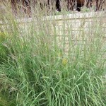 Big Bluestem (Andropogon Gerardii) 50 seeds