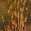 Big Bluestem (Andropogon Gerardii) 500 seeds