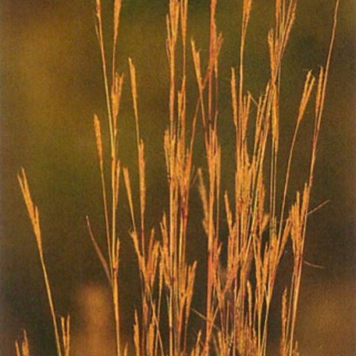 Big Bluestem (Andropogon Gerardii) 1000 seeds