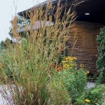 Big Bluestem (Andropogon Gerardii) 1000 seeds