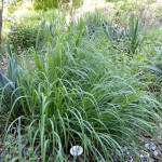 Big Bluestem (Andropogon Gerardii) 1000 seeds