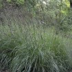 Big Bluestem (Andropogon Gerardii) 100 seeds