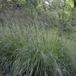 Big Bluestem (Andropogon Gerardii) 50 seeds