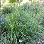 Big Bluestem (Andropogon Gerardii) 100 seeds