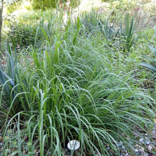 Big Bluestem (Andropogon Gerardii) 50 seeds