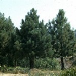 Big Cone Pine (Pinus Coulteri) 10 seeds