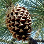 Big Cone Pine (Pinus Coulteri) 5 seeds