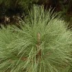 Big Cone Pine (Pinus Coulteri) 5 seeds