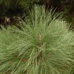 Big Cone Pine (Pinus Coulteri) 10 seeds