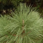 Big Cone Pine (Pinus Coulteri) 5 seeds