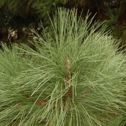 Big Cone Pine (Pinus Coulteri) 5 seeds