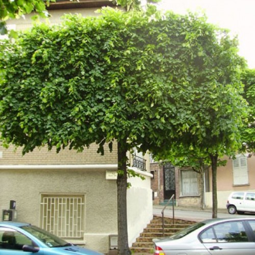 Bigleaf Linden (Tilia Platyphyllos) 40 seeds