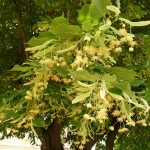 Bigleaf Linden (Tilia Platyphyllos) 40 seeds