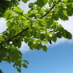 Bigleaf Linden (Tilia Platyphyllos) 20 seeds