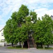 Bigleaf Linden (Tilia Platyphyllos) 10 seeds