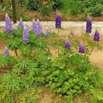 Bigleaf Lupine (Lupinus Polyphyllus) 10 seeds