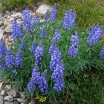 Bigleaf Lupine (Lupinus Polyphyllus) 3 seeds