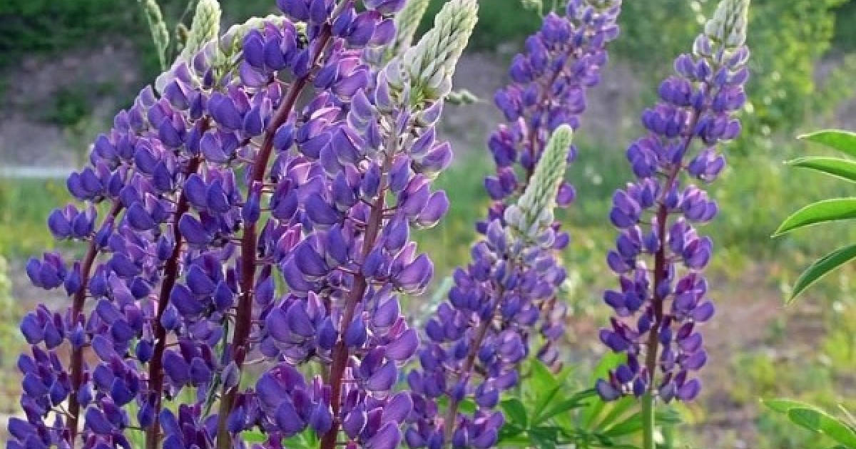 Buy Bigleaf Lupine (Lupinus Polyphyllus) 3 seeds online Seeds