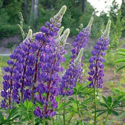 Bigleaf Lupine (Lupinus Polyphyllus) 10 seeds